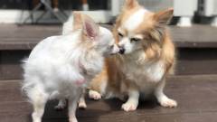 1221-slider06-shizuoka-nikomamechi-the-inns-dog
