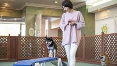 浜名湖で犬と泊まれる宿の室内ドッグラン|わんわんパラダイスホテルの全天候プレイエリア