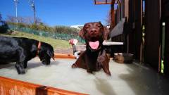 愛犬も温泉を満喫｜箱根強羅グアムドッグ本店の犬専用露天風呂