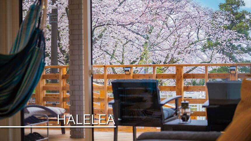 静岡県・伊豆高原の犬と泊まれる宿　ゆがふ「伊豆」｜HALELEAの室内から窓越しに眺める満開の桜。ウッドデッキの柵越しに広がる薄ピンク色の桜が美しく、室内にはハンモックやテラス席が見える。