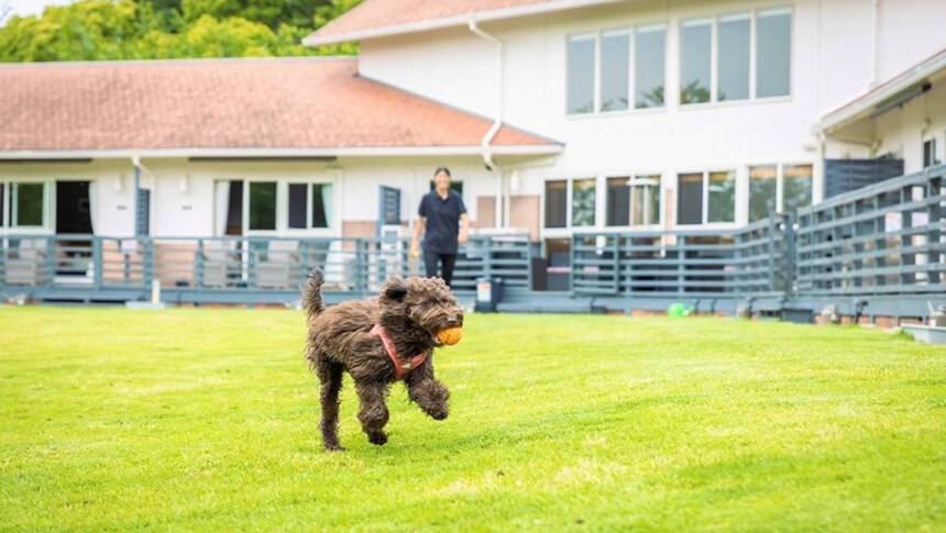 広々とした緑のドッグランでボール遊びを楽しむ犬と飼い主｜犬と泊まれる兵庫県淡路島の宿｜広大な天然芝のドッグランとプールが魅力！｜ガーデンリゾート淡路島