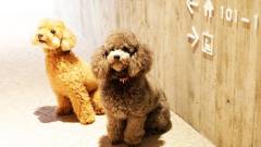 レジーナリゾート旧軽井沢｜愛犬と一緒に快適に過ごせるホテル