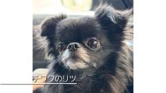 1274-slider02-osanpobiyori-the-inns-pet-dog
