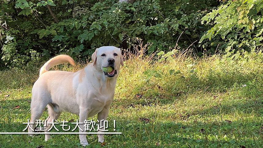 長野県黒姫高原のラボランドくろひめ。芝生でボール遊びをする大型犬のラブラドールレトリバー