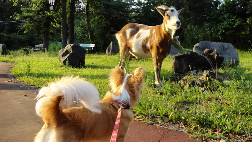 静岡県・伊豆高原にある愛犬と泊まれる宿「にこまめち」周辺でお散歩中にヤギと出遭った愛犬
