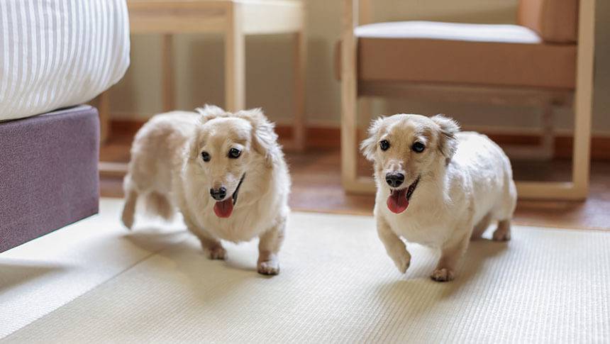 「わんわんパラダイス奈良生駒」の客室にて、滑りにくい床材の上に2匹のクリーム色のミニチュアダックスフンドが楽しそうにカメラを見つめている。左奥にはベッドの一部、右奥には木製の椅子とテーブルが見える。