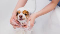 旅先でも安心！セルフグルーミングで愛犬を清潔に｜わんわんリゾート粟津