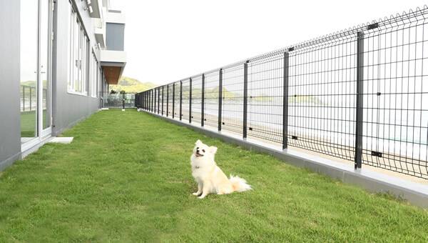 レジーナリゾート鴨川の天然芝ドッグガーデンで過ごす愛犬