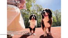 1646-slider03-tochigi-Mimoza-Retreat-nasu-Free-Dog-Run