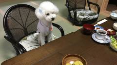 1372-slider06-tochigi-fukurakunoyakata-A-dog-relaxing-in-the-guest-room