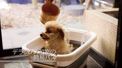 1636-slider07-akagi-futokoro-dog-bath