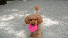 1148-slider05-tochigi-maisondebrun-dog-run