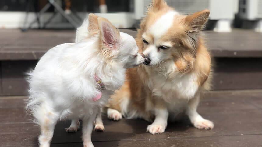 静岡県・伊豆高原にある愛犬と泊まれる宿「にこまめち」ウッドデッキで触れ合う可愛い看板犬のチワワたち