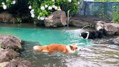 1432-slider06-tochigi-shanonchi-dog-pool