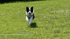 淡路島の海辺で愛犬が走れるドッグラン