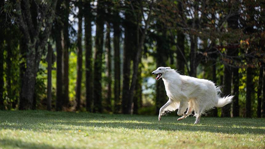 北海道・ニセコの愛犬と泊まれる宿「スノードッグビレッジ」｜木立の前の芝生を全力疾走する白いボルゾイ。しなやかな体躯を躍動させ、ドッグランを自由に駆け抜ける様子。