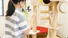 猫と泊まれる栃木県鬼怒川温泉きぬ川国際ホテル