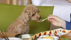 愛犬と楽しむ食事時間|レジーナリゾート箱根雲外荘