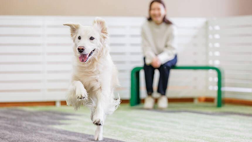 広々とした屋内ドッグランで、白い長毛の大型犬（ゴールデン・レトリバー系）が、緑色のマットの上をカメラに向かって軽快に走っている。背景のベンチには飼い主が座って笑顔で見守っており、周囲は白い柵で囲まれている。