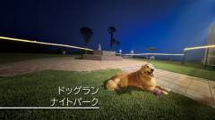 1631-slider03-dog-run-at-night