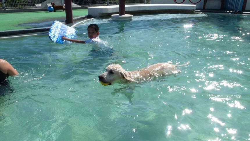 わんわんパラダイス鳥羽の愛犬専用プールで泳ぐ犬