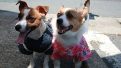 1333-slider08-yamagata-tsuriyado-choujayashiki-dog