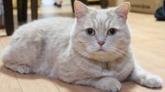 1221-slider07-shizuoka-nikomamechi-cat