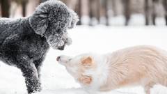 1640-slider08-hokkaido-snow-dog-village-Dogs-playing-in-the-snow