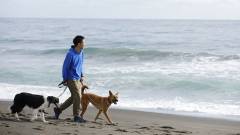 レジーナリゾート鴨川｜愛犬と楽しむ鴨川の海辺の散歩