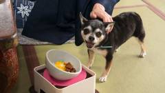 1156-slider03-gifu-wanpakutei-dog-food