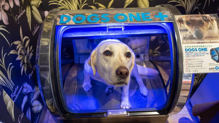 箱根強羅グアムドッグ本店の愛犬用酸素カプセルDOGS ONE＋を利用する犬