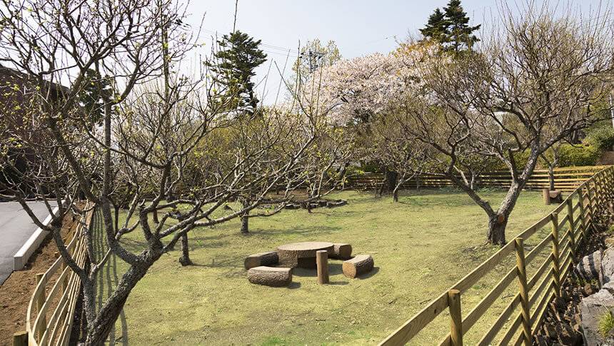 静岡県・伊豆高原の愛犬と泊まれる宿「CARO FORESTA 伊豆高原 Cuore（クオーレ）」｜桜の木に囲まれたクオーレの屋外ウッドフェンス付きドッグラン。木製のテーブルとベンチが並ぶ休憩スペース