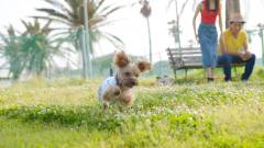 千葉・南房総|愛犬と遊べるドッグランのある白浜オーシャンリゾート