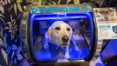 愛犬用酸素カプセルDOGS ONE＋｜箱根強羅グアムドッグ本店