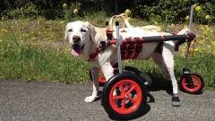 1581-slider12-yugafuizu-Dog-in-a-wheelchair