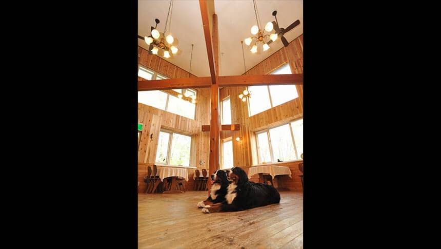 山梨県・清里高原にある犬と泊まれるペンション「ボスケット」｜高い天井と大きな窓が開放的な、木の温かみ溢れるダイニングルーム。窓からの景色を眺めながら、ゆったりと食事を楽しめます。看板犬がお出迎え。