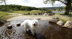白河高原の自然で愛犬と水遊びできるエンゼルフォレスト白河高原