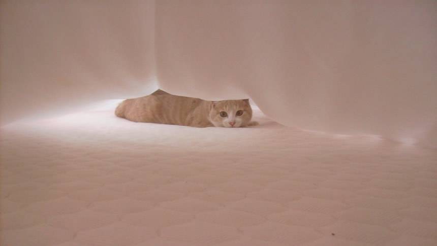ペンシオーネ美し松の客室で布の下から顔をのぞかせる宿泊中の猫