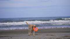 1366-slider11-chiba-andwan-kujyukuri-sea-​-and-dog
