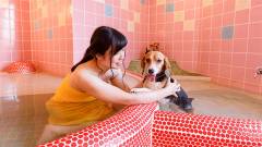 愛犬と温泉を楽しめるきぬ川国際ホテルのペット専用風呂