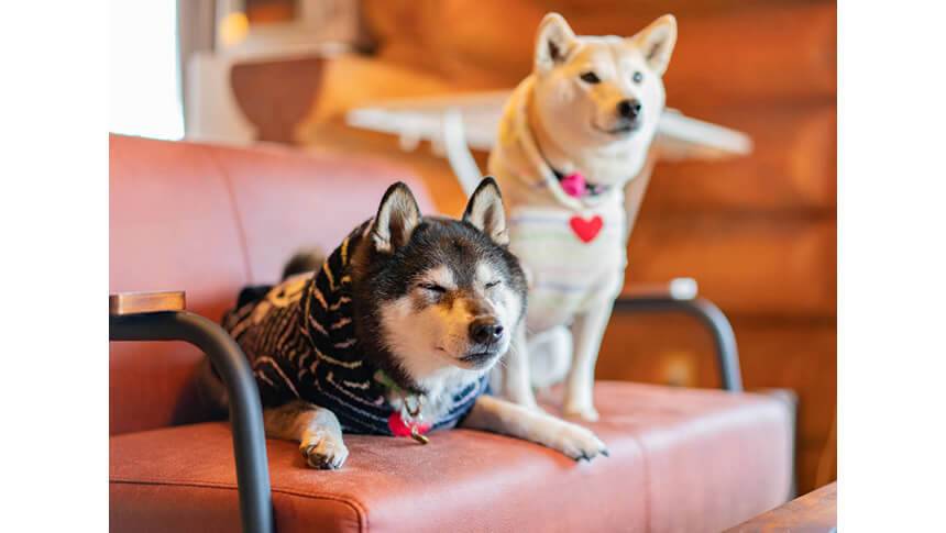 静岡県・熱海の犬と泊まれる宿「エンゼルフォレスト貸別荘」｜ソファでくつろぐ可愛い黒柴と白柴。犬用アメニティも充実したペット旅