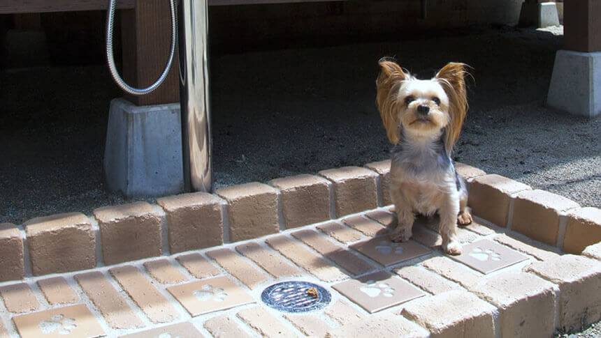栃木県・那須高原の愛犬と泊まれる宿「ペンションfurari」の犬用足洗い場を利用するヨークシャーテリア。肉球マークのタイルが可愛い施設。