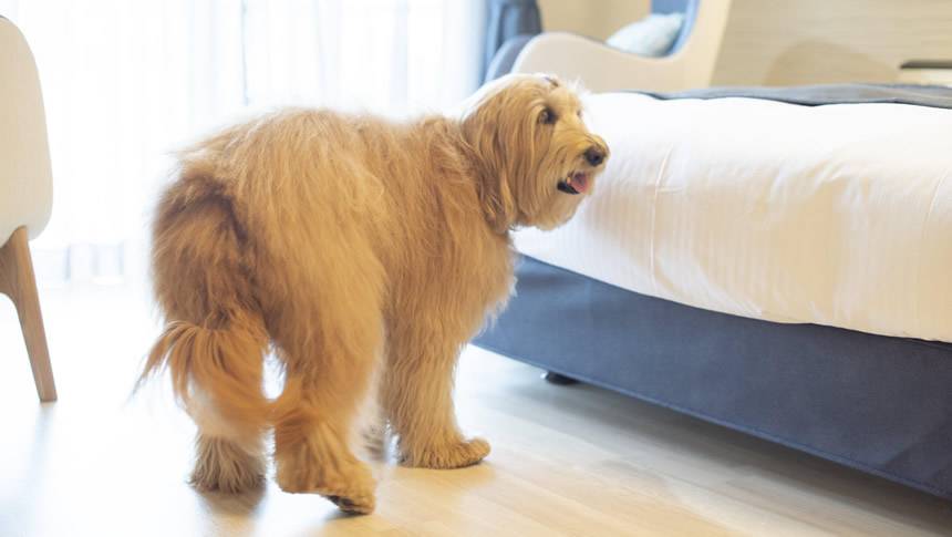 窓から差し込む光に包まれながら、リラックスする愛犬の姿。飼い主と同じ部屋で安心して過ごせるので、ペットにとっても快適な旅が叶います。自然体で過ごす愛犬の表情に癒されるひととき。｜犬と泊まれる静岡県のホテル｜Wan's Resort　城ヶ崎海岸