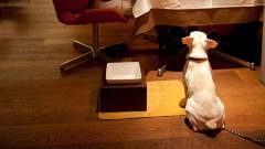 愛犬と一緒に食事を楽しめるレストラン｜レジーナリゾート富士