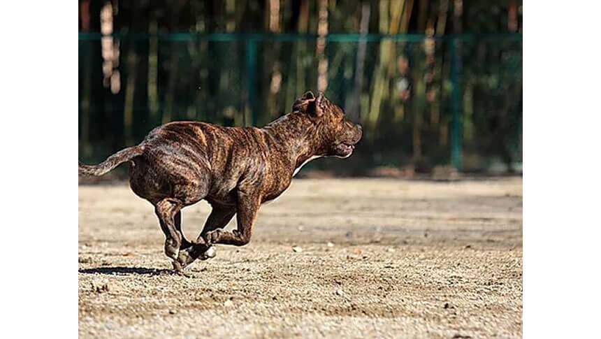ハートヒルズのドッグランを元気に走る大型犬
