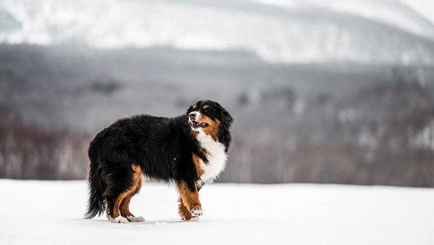 北海道・ニセコの愛犬と泊まれる宿「スノードッグビレッジ」｜広大な雪原に佇むバーニーズ・マウンテン・ドッグ。冬の厳しい寒さの中でも元気に過ごす、大型犬の力強い姿。