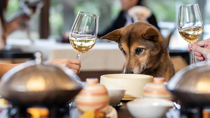 レストランでワイングラスを手に乾杯する飼い主と、テーブルのすぐ横で一緒に食事を楽しむ愛犬。ペット同伴で豪華なディナーを堪能できる。