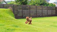 1417-slider06-chiba-asovilla-aka-dogrun