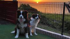 愛犬と眺める淡路島西海岸のサンセット