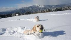 愛犬と楽しむ岐阜の雪遊び｜ペットと泊まれる貸し別荘 ゆがふ岐阜
